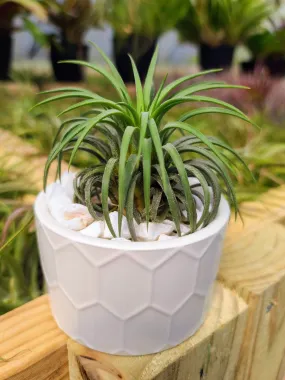 Ceramic Geo Holder White with Air Plant