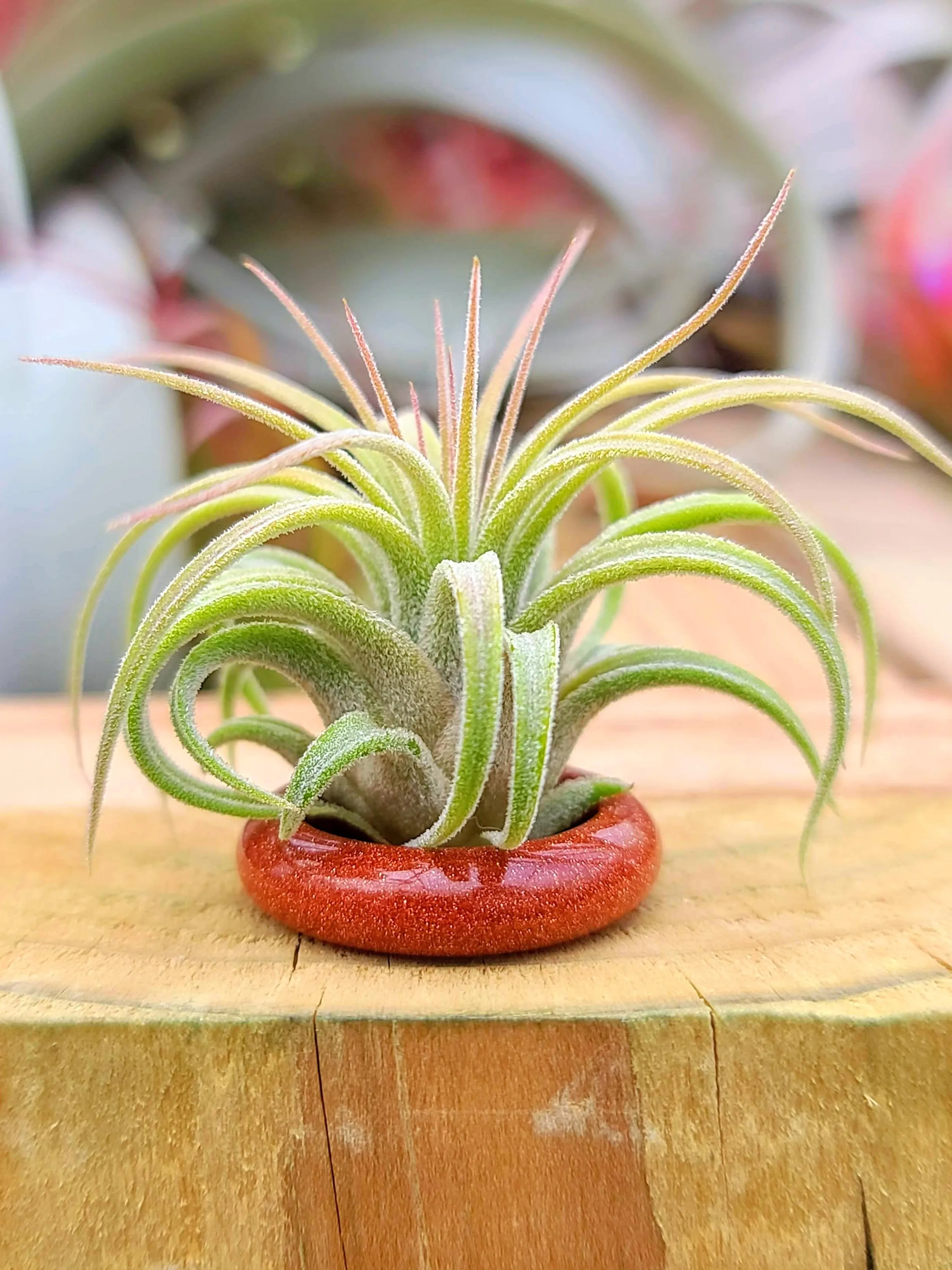 Goldstone Thin Ring Holder w/ Air Plant